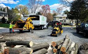 How Our Tree Care Process Works  in  Harvey, IL