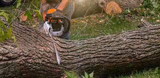 Tree and Shrub Care in Harvey, IL